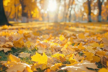 A field filled with yellow leaves lit by the warm sunshine