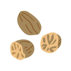 Fragrant or true nutmeg whole cartoon isolated icon. Vector pala edible seed, culinary spice, whole and grounded. Seed or ground spice of mace, seasoning or organic food ingredient
