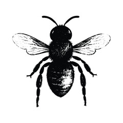 Black and White Bee Hand Drawn Illustration