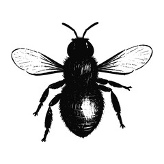 Black and White Detailed Bee Illustration