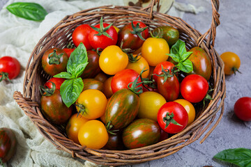 Multi-colored tomatoes in wickerwork basket. Different types of fresh tomatoes
