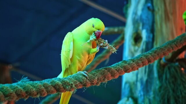 Yellow budgerigar parrot eats grain sitting in on rope in aviary zoo. Holds food in paw. Close-up side view. Slow Motion. High quality 4k footage