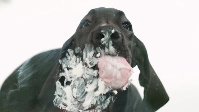 little funny black pedigreed cute German great dane dog on white background licking glass and screen. dog behind glass screen in studio. funny pets concept. 4K footage