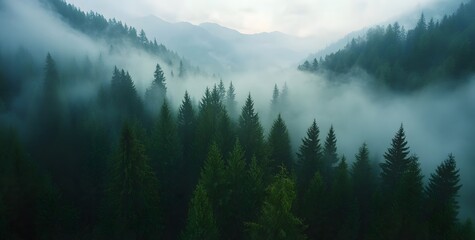 Misty forest landscape with dark green trees and foggy mountains. Aerial view of coniferous tree tops in mist, natural background. Minimal nature photography.
