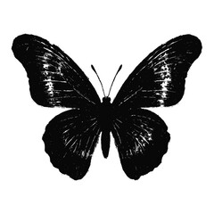 Hand Drawn Butterfly Silhouette Illustration