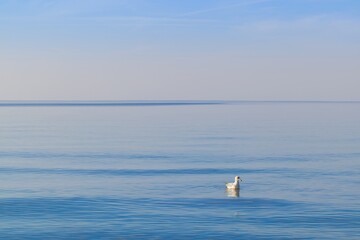A white seagull floating on the calm surface of the Baltic Sea in Mrzeżyno, West Pomeranian Voivodeship. The bird stands out against the blue sea