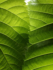 Green leaves of tree abstract nature background