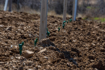 Young plantings of grapes