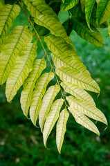Cedrele de Chine, cedrela sinensis