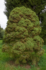 Epicea nain, picea glauca