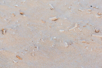 corals of the sand