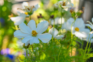 bunch of white flowers with yellow centers