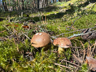 Bitter mushrooms. They grow in the forest. Shot at ground level. Close-up.