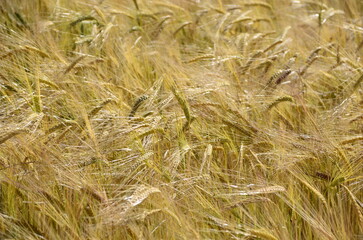 Large fields of golden wheat moved by the wind