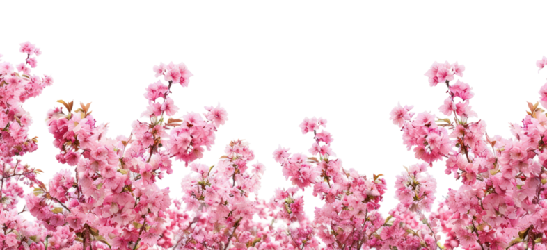 PNG Cherry blossom flowers outdoors nature spring.