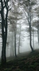 Mysterious Foggy Forest with Tall Trees and Lush Green Ground.