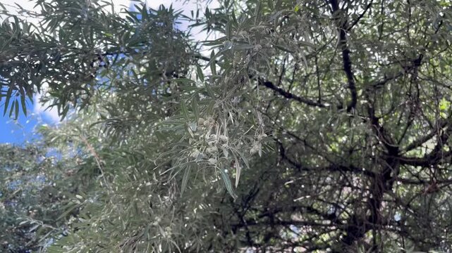 Loch ordinary (Elaeagnus angustifolia L., wild olive tree, djidda, jide, pshat, igda)