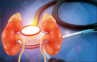 Human kidney anatomy on stethoscope background. 3d illustration..