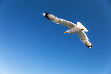 Bottom view of a flying seagull with spread wings against a clear blue sky on a sunny summer day. A free bird in its habitat. Natural sea sky background. Empty space on blue