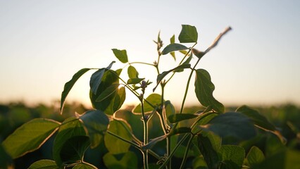 Agriculture. field of soybeans planted at sunset. Farm soy crop concept. Soybeans are sunset being planted in a field of. agriculture. Green soybean sprouts in agricultural field at.