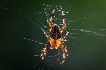 Contre jour sur une araignée sur sa toile