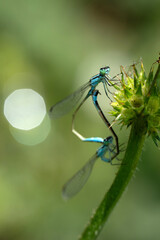 Accouplement de deux Demoiselles bleues sur une branche