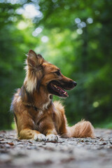 Chien croisé Berger-Allemand dans un sous-bois