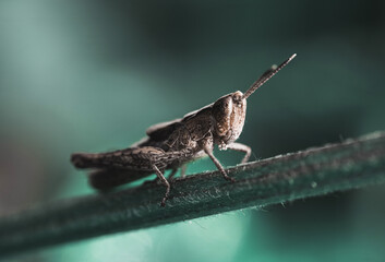 Sauterelle brune sur une brindille verte