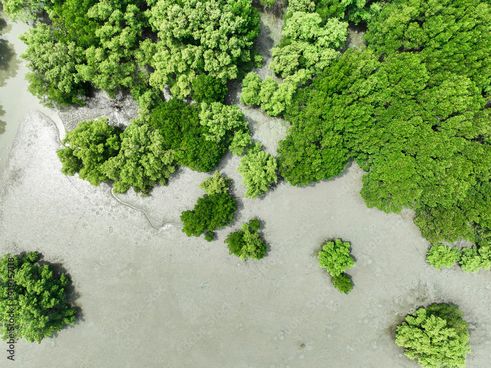 Wall mural aerial top view of green mangrove forest. mangrove ecosystem. natural carbon sinks. mangroves captur