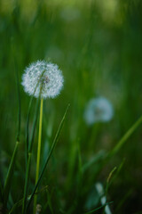 A fluffy white dandelion in the green grass early in the morning in spring. Soft background with copy space for text or design. Park in Belgrade, Serbia.