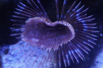 Sabellastarte, commonly known as the Feather Duster Worm, is a marine polychaete worm belonging to the family Sabellidae. |光纓蟲屬