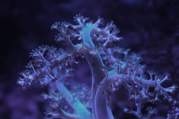The Kenya Tree Coral (Capnella spp.) is a popular soft coral species among marine aquarium...