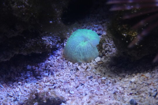 Open Brain Coral (Trachyphyllia geoffroyi), also known as Trachyphyllia or Wellsophyllia, is a striking large-polyp stony (LPS) coral that is highly sought after in the marine aquarium trade. |蜿蜒曲紋珊瑚