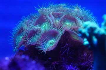 Purple button polyps are a type of colonial soft coral belonging to the genus Zoanthus or related...