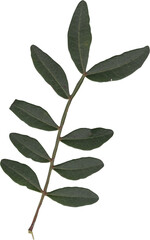 dried and pressed flower scanned herbarium plant