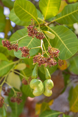 Cashew fruit (Anacardium occidentale) hanging on tree. Extraordinary nut grows outside the fruit.