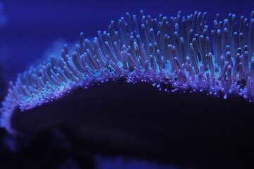 トードスツールマッシュルームレザーコーラル（Sarcophyton spp.）は、その独特な外観と比較的手入れが容易な点から、海水水槽の愛好者に人気のあるソフトコーラルの種です。花環肉質軟珊瑚は、しなやかで肉厚なポリプを持ち、通常は色とりどりの鮮やかな色合いをしています。この珊瑚は、サンゴ礁の生態系において重要な役割を果たし、他の海洋生物と共生することができるため、様々な環境に適応します。また、光