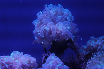 Euphyllia ancora, commonly known as the Anchor Coral or Hammer Coral, is a large polyp stony (LPS)...