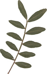 dried and pressed flower scanned herbarium plant