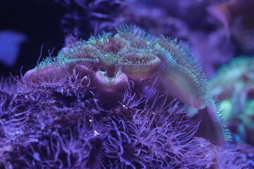 Purple button polyps are a type of colonial soft coral belonging to the genus Zoanthus or related...