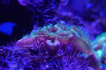 Purple button polyps are a type of colonial soft coral belonging to the genus Zoanthus or related...