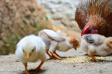 Chicken, farming and agriculture on grass, field or outdoor for free range eating, organic or sustainable farm. Poultry, birds or animal for protein, meat or pet in nature together for sustainability