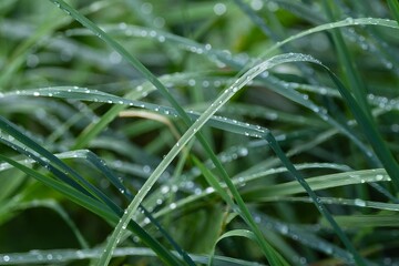 Close-up of dew drops on green grass blades