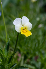 viola arvensis is a wild field herb with white yellow flowers in full bloom with meadow grass. viola arvensis is used in folk medicine as a medicinal plant