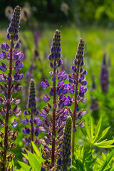 Obraz premium Lupinus, lupin, lupine field with pink purple and blue flowers