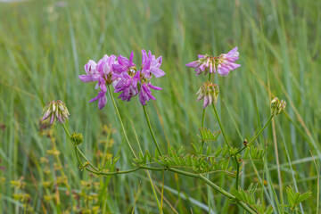 the flowers of Securigera varia - crownvetch, purple crown vetch