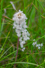 Anemone wild flower after flowering. Anemone coronaria seeds with fluff ball. Green grass blured background