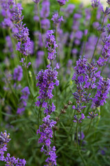 Lavandula angustifolia bunch of flowers in bloom, purple scented flowering bouquet of smelling beautiful plants