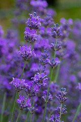 Lavandula angustifolia bunch of flowers in bloom, purple scented flowering bouquet of smelling beautiful plants