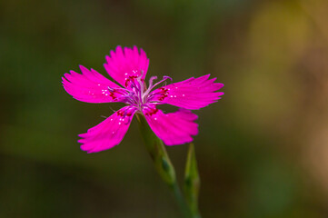 Dianthus carthusianorum, commonly known as Carthusian pink, is a species of the Caryophyllacea family - a wild flower of Europe